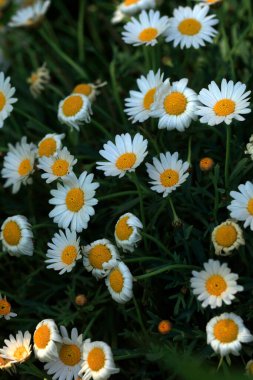 Renkli bahar çiçekleri ve bitkileri