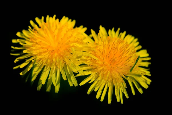Dentes Leão Amarelos Jardim Primavera — Fotografia de Stock
