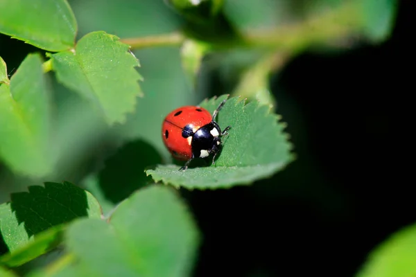 Coccinelle Rouge Assise Sur Une Plante Verte — Photo