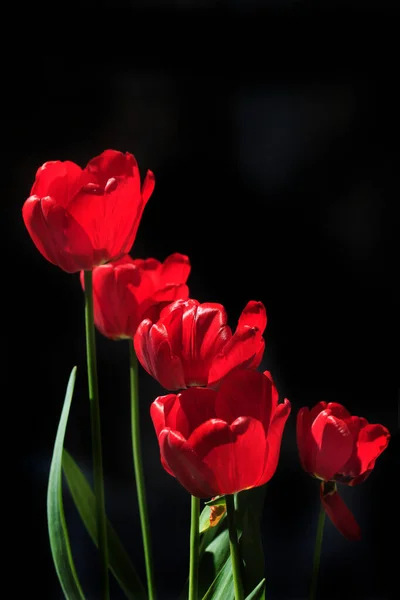 Punainen Tulppaanit Keväällä Puutarhassa — kuvapankkivalokuva