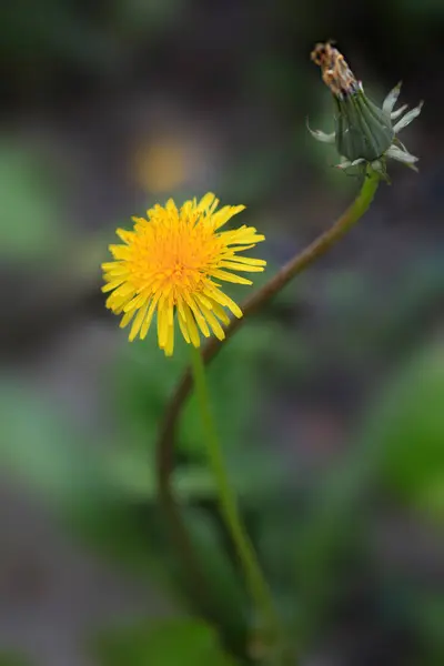 春天花园里的黄色蒲公英 — 图库照片