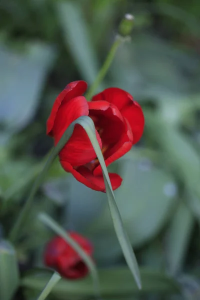 Tulipas Vermelhas Jardim Primavera — Fotografia de Stock