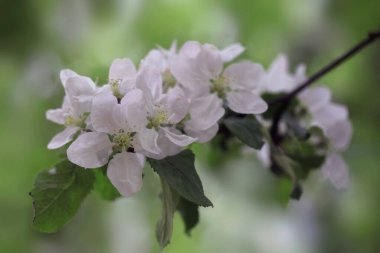 Bahar bahçesinde renkli çiçekler