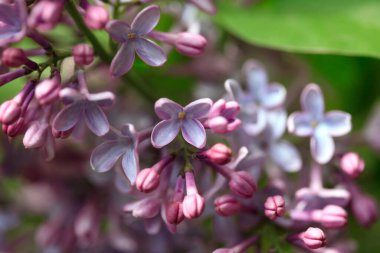 Bahar bahçesinde mor leylak