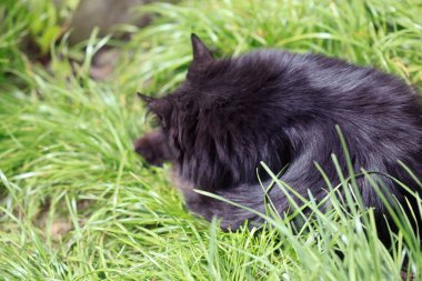 yeşil çimenlerin üzerinde oturan siyah kedi