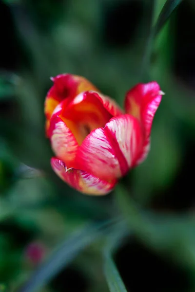 Barevné Květiny Jarní Zahradě — Stock fotografie