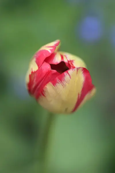 Flores Coloridas Jardim Primavera — Fotografia de Stock