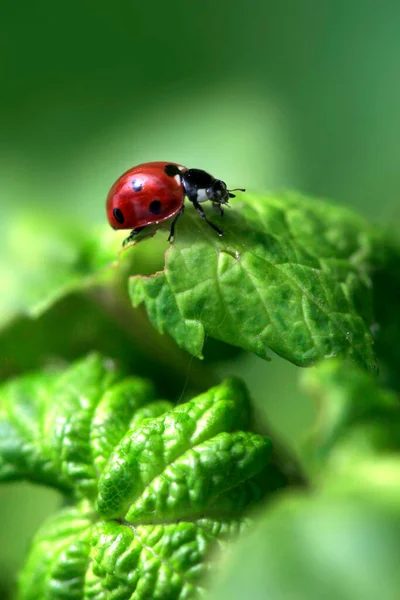 Red Ladybug Sitting Green Plant — Stock Photo, Image