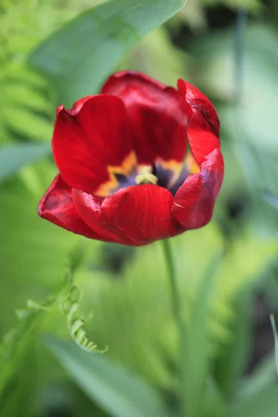 Fleurs Colorées Dans Jardin Printemps — Photo