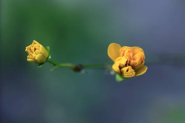 Flores Coloridas Jardín Primavera —  Fotos de Stock