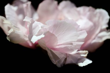 Doğa arka planında renkli laleler