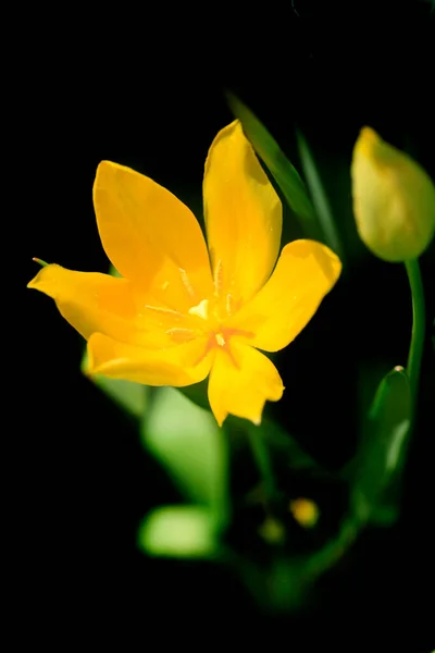 Colorful Tulips Nature Background — Stock Photo, Image