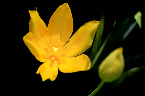 Tulipani Colorati Sullo Sfondo Della Natura — Foto Stock