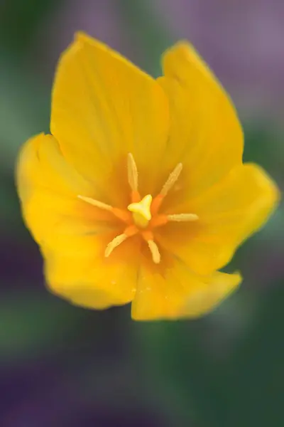 Bunte Tulpen Auf Naturhintergrund — Stockfoto