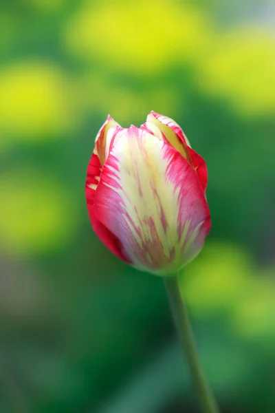 Tulipes Colorées Sur Fond Nature — Photo