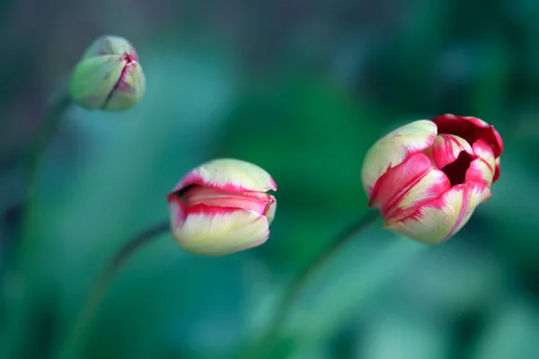 Tulipes Colorées Sur Fond Nature — Photo