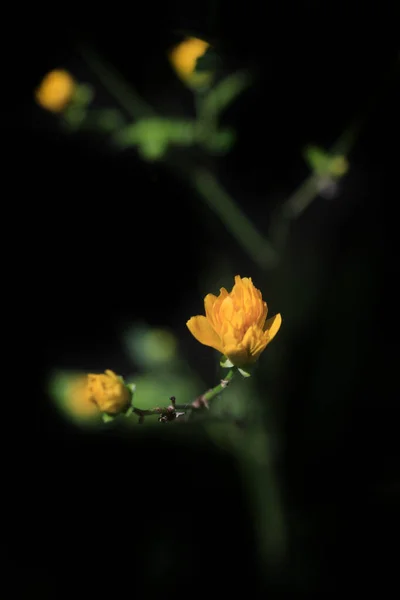 Kleurrijke Bloemen Voorjaarstuin — Stockfoto