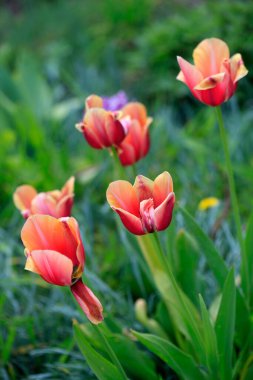 Büyüyen bahçede renkli laleler