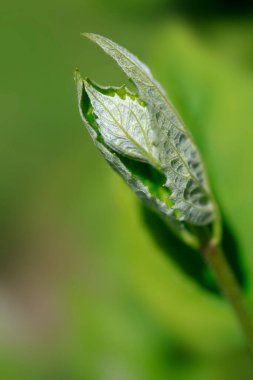 Bahar bahçesinde renkli bitkiler