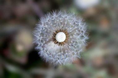 Bahçedeki renkli bahar bitkileri