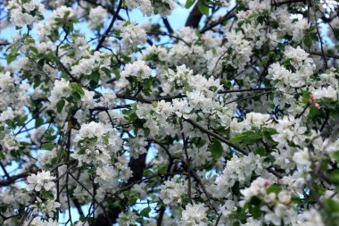 Bahçedeki renkli bahar bitkileri