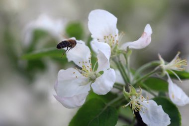 Bahçedeki renkli bahar bitkileri
