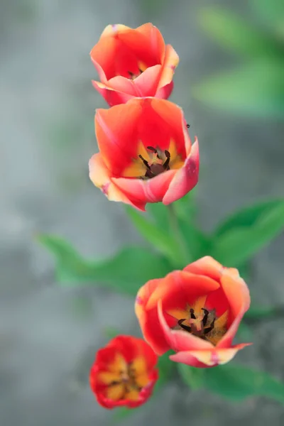 Tulipanes Coloridos Jardín Prisionero — Foto de Stock