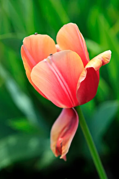 Colorful Tulips Spriing Garden — Stock Photo, Image