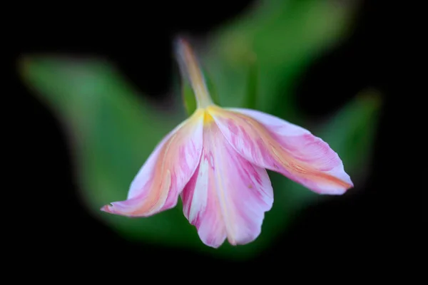 Kleurrijke Tulp Voorjaarstuin — Stockfoto