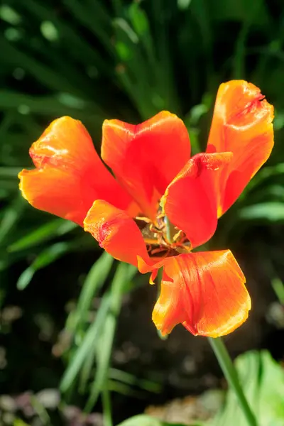 Coloridas Plantas Primavera Jardín —  Fotos de Stock