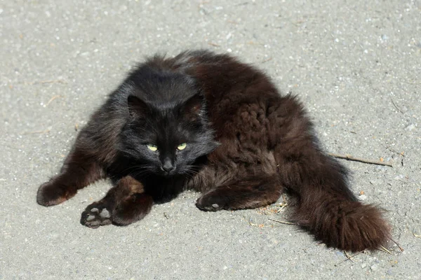 Πορτρέτο Του Χαριτωμένο Άγρια Γάτα Δρόμου — Φωτογραφία Αρχείου