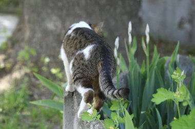 Gri kedi çitte oturuyor