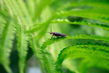 Yeşil bitkinin üzerinde oturan sevimli bahar böceği.