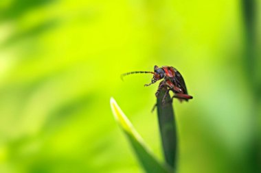 Yeşil bitkinin üzerinde oturan sevimli bahar böceği.