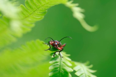 Yeşil bitkinin üzerinde oturan sevimli bahar böceği.