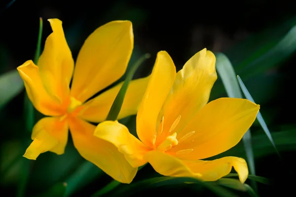 Flor Colorida Jardín Primavera —  Fotos de Stock