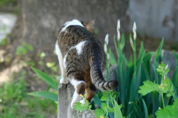 Grey Cat Sitting Fence — Stock Photo, Image