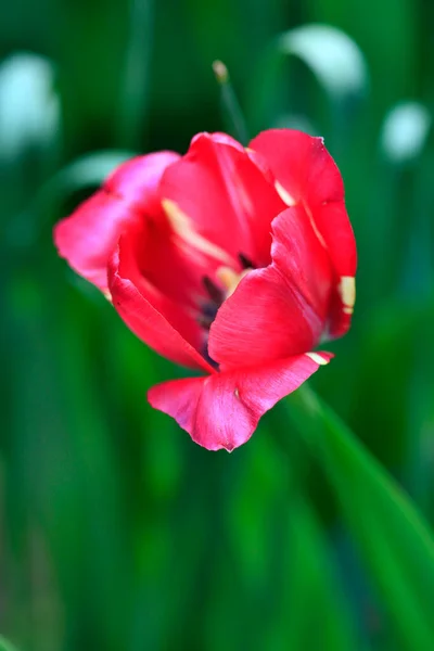 Barevná Květina Jarní Zahradě — Stock fotografie