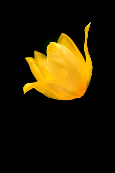Kolorowy Kwiat Wiosennym Ogrodzie — Zdjęcie stockowe