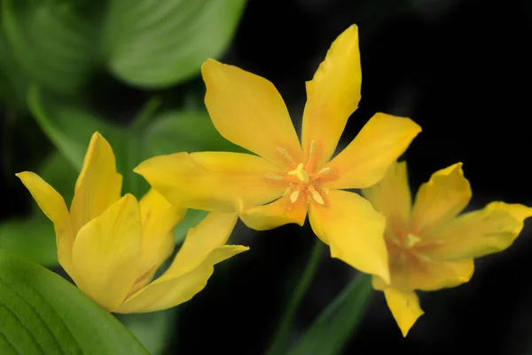 Flor Colorida Jardín Primavera —  Fotos de Stock