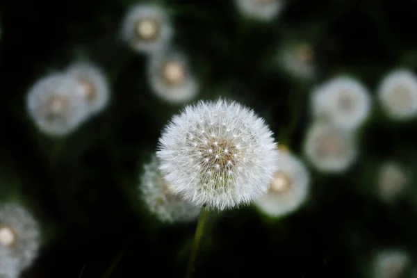Bunte Blumen Frühlingsgarten — Stockfoto