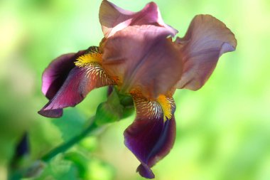 Bahar bahçesinde renkli çiçekler