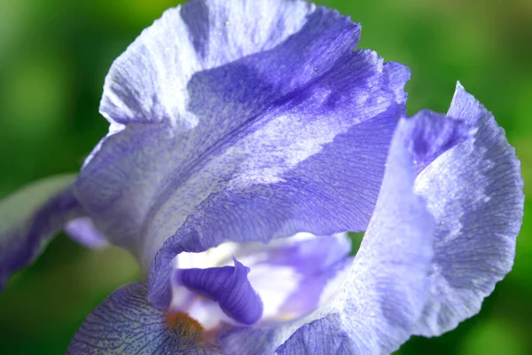 Flores Coloridas Jardim Primavera — Fotografia de Stock