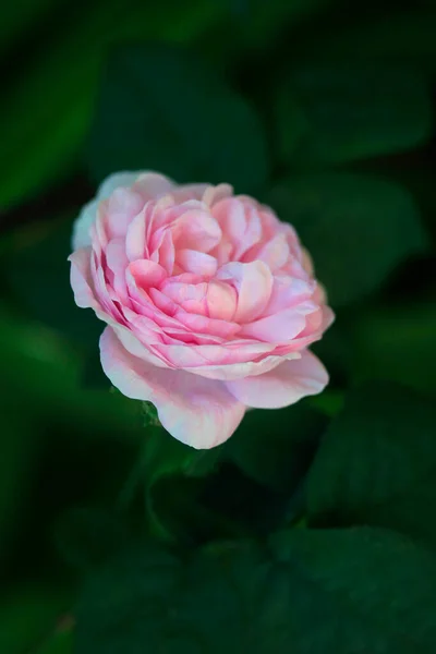 Färgglada Blommor Vår Trädgård — Stockfoto