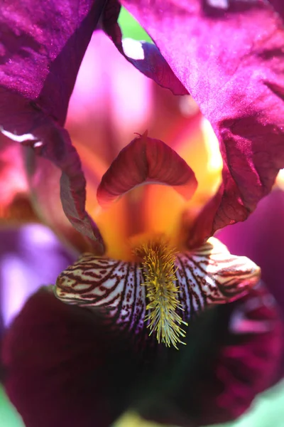 Bunte Blumen Frühlingsgarten — Stockfoto