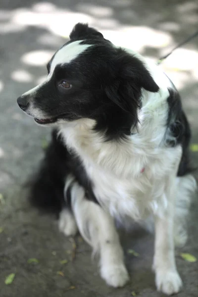 Porträt Eines Niedlichen Hundes Der Auf Dem Boden Sitzt — Stockfoto