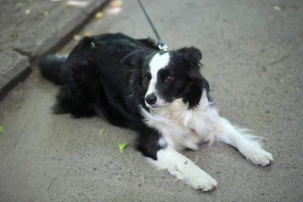Porträt Eines Niedlichen Hundes Der Auf Dem Boden Sitzt — Stockfoto