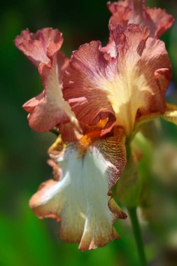 Yaz bahçesinde renkli zambak