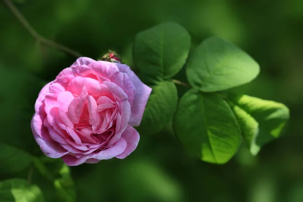 粉红的玫瑰在夏日的花园里 — 图库照片