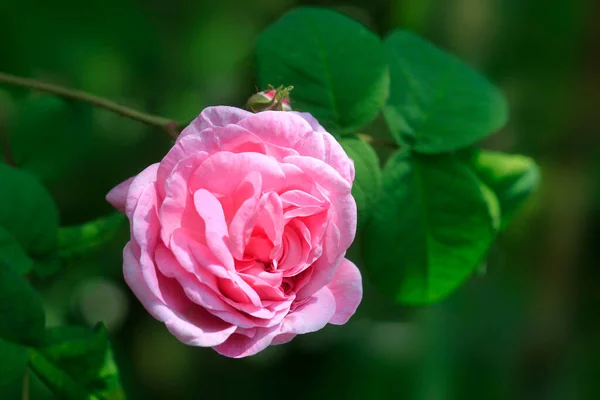 夏の庭でピンクのバラ — ストック写真